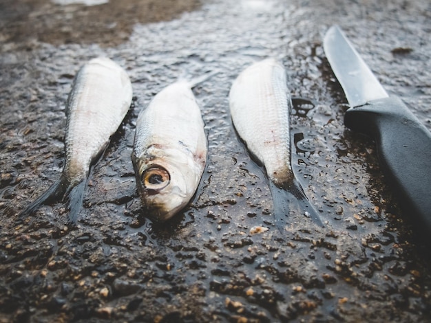 Photo vue haute angle des poissons morts et du couteau sur la roche mouillée