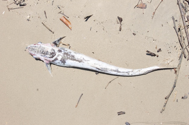 Photo vue haute angle des poissons sur la plage