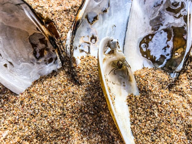 Photo vue haute angle des poissons sur la plage