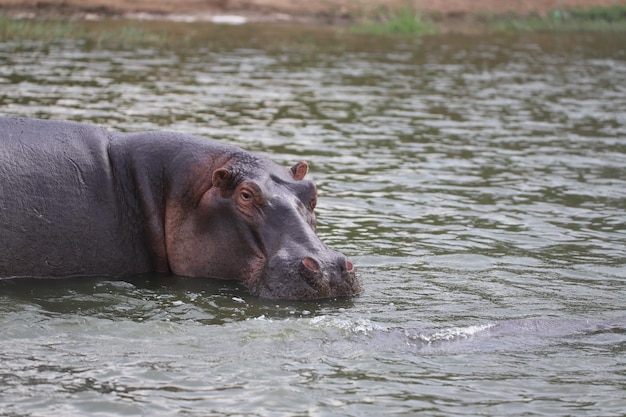 Vue de l'hippopotame dans le lac