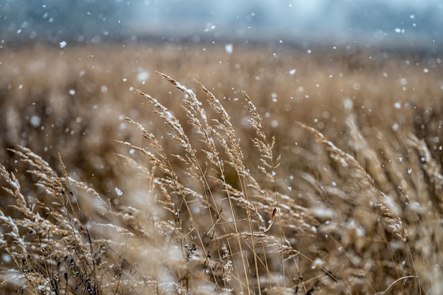 Vue d'hiver avec des tiges enneigées d'herbe sèche sur un arrière-plan flou lors d'une chute de neige Gros plan