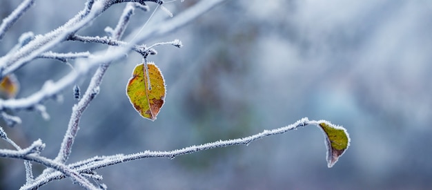 Vue hivernale pittoresque avec des feuilles couvertes de givre sur un pommier sur fond flou