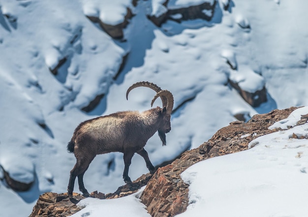 Photo vue d'un ibex sur le rocher