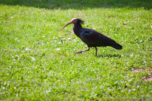 Vue de ibis eremita