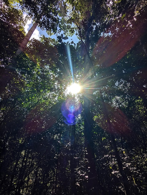 Vue d'image gratuite d'un ciel forestier avec des rayons de soleil brillants à Kanneliya au Sri Lanka