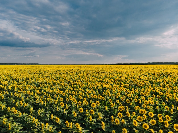 Vue d'un immense champ de tournesols en fleurs, tir de drone