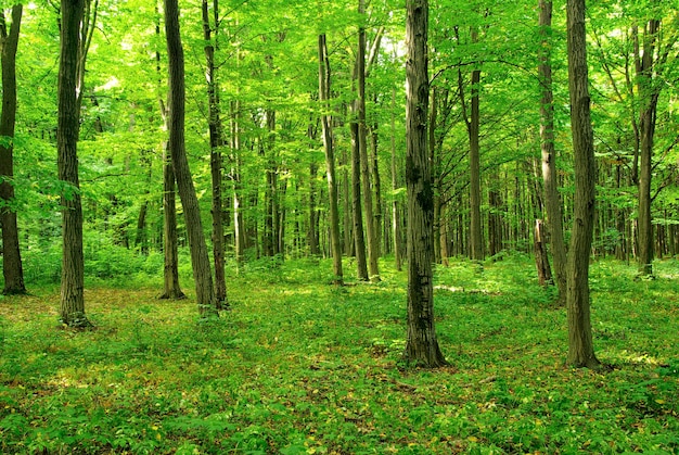 Vue imprenable alors que le soleil brille à travers la forêt par temps brumeux