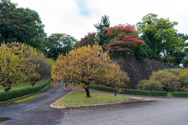 Vue imprenable dans le jardin japonais