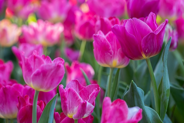 Vue imprenable sur la floraison des tulipes colorées dans le jardin à l'été ensoleillé ou au printemps