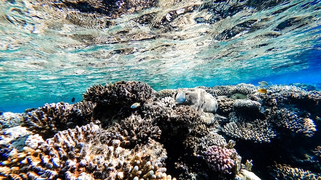 Une vue imprenable sur la mer du fond de la mer à la surface de l'eau, près de laquelle nagent coraux et poissons tropicaux.