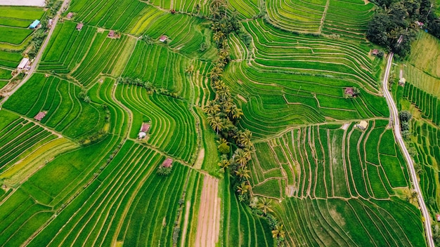 Photo vue imprenable sur les rizières de l'île de bali, en indonésie.