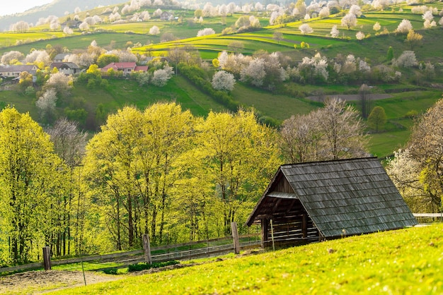 Vue imprenable sur le village appelé Hrinova. Belle nature. Paysage de printemps. Arbres en fleurs.