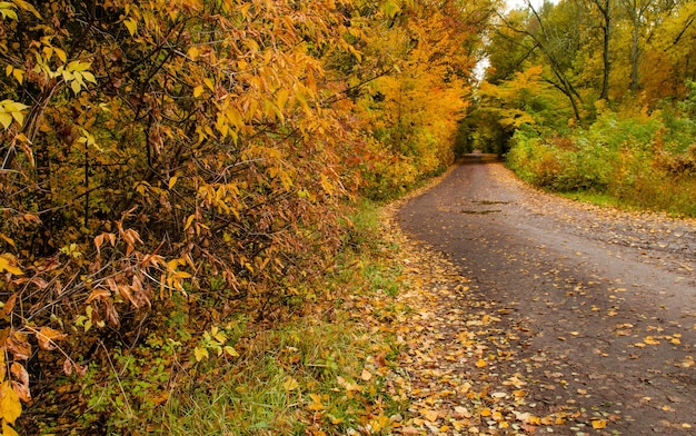 Vue incroyable sur la forêt d'automne Emplacement lieu paysage en Ukraine Europe Incroyable fond d'automne naturel Arbres d'or d'automne dans une forêt