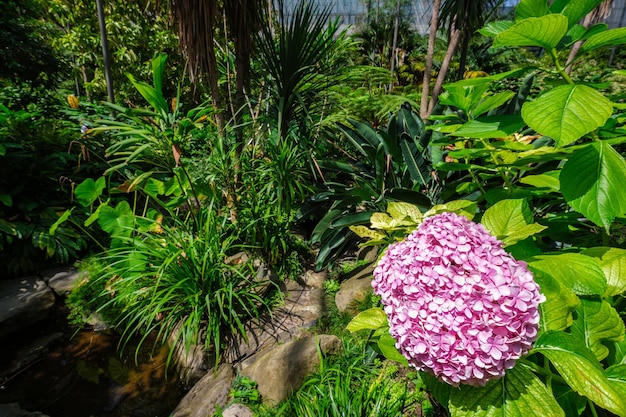 Vue intérieure de la serre froide Estufa Fria Hydrangea macrophylla en premier plan