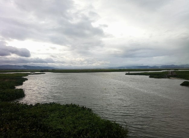 Vue sur la jacinthe d'eau du lac Limboto