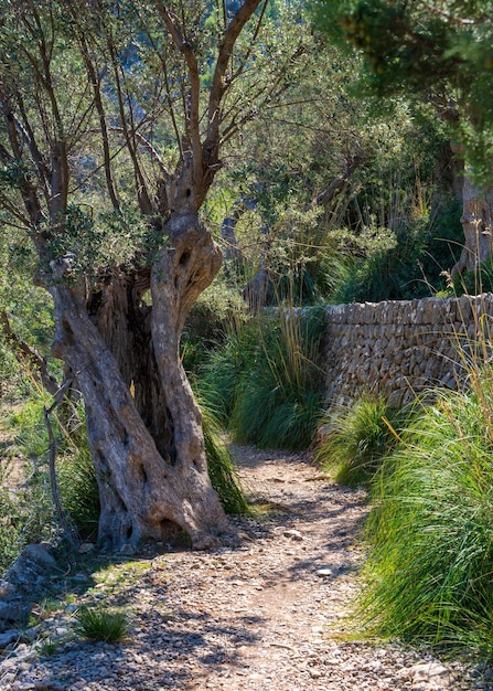 Photo vue sur un jardin d'oliviers à majorqueespagne chemin parmi les oliviers un vieil arbre avec un tronc tordu