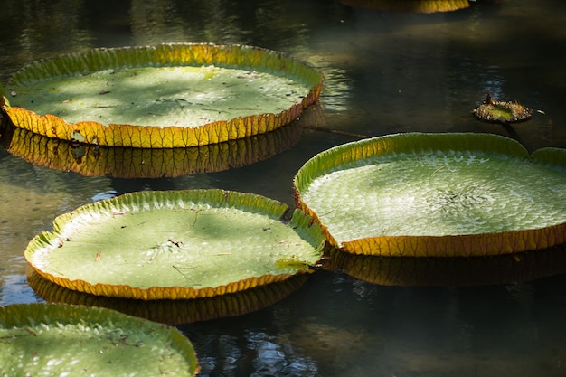 Vue sur les jardins botaniques de l'île Maurice