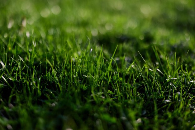 Vue de la jeune herbe verte dans un parc prise en gros plan avec un beau flou de l'arrière-plan photo de l'économiseur d'écran