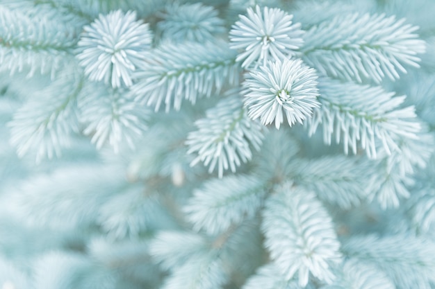 Vue sur les jeunes branches d'épinette bleue