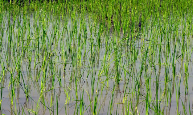 Vue de jeunes plants de riz vert poussent dans le champ