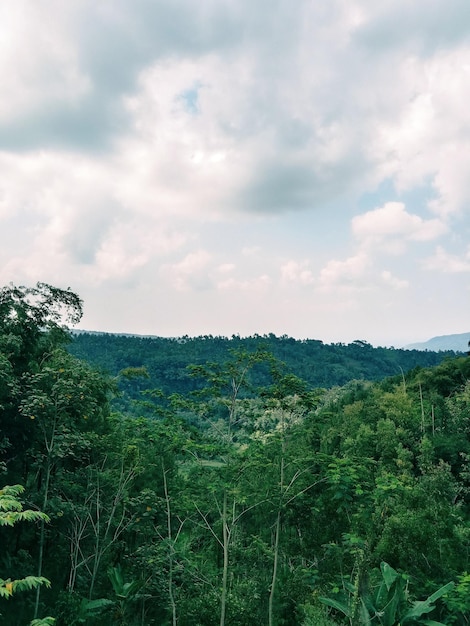 Photo une vue de la jungle depuis la jungle