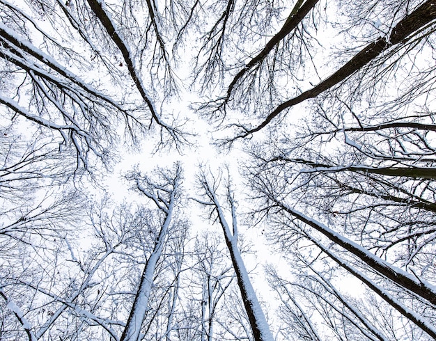 Vue jusqu'aux arbres enneigés