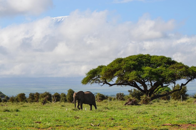 Photo vue sur le kilimandjaro et l'éléphant dans le parc national d'amboseli afrique kenya