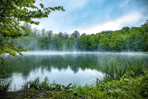 Vue sur le lac brumeux avec des arbres