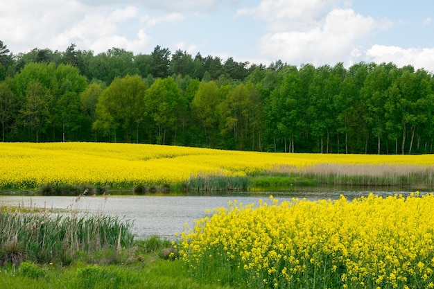 Vue sur le lac à côté du champ de colza jaune sur fond de forêt de feuillus