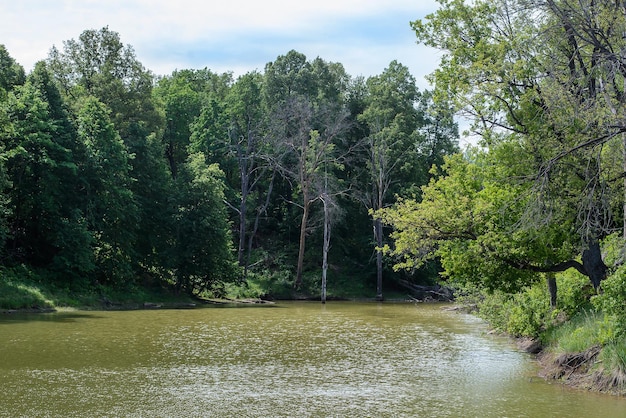 Photo vue sur le lac dans la forêt