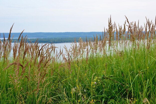 Une vue sur le lac depuis la rive avec de l'herbe verte et une île à l'horizon