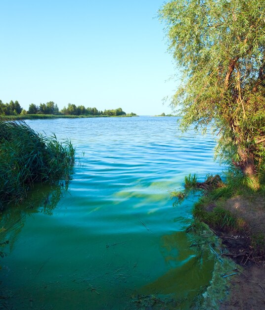 Vue sur le lac en été avec petit bosquet sur la rive opposée