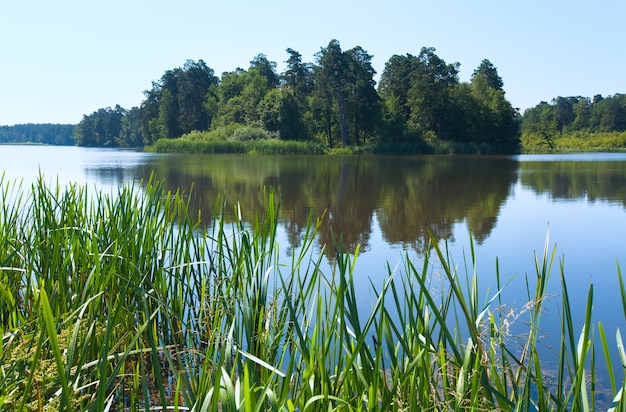 Vue sur le lac en été avec petit bosquet sur la rive opposée