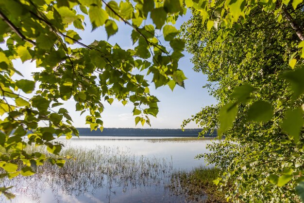 Vue sur le lac à travers les arbres au lever du soleil