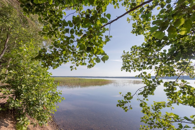 Vue sur le lac à travers les arbres au soleil