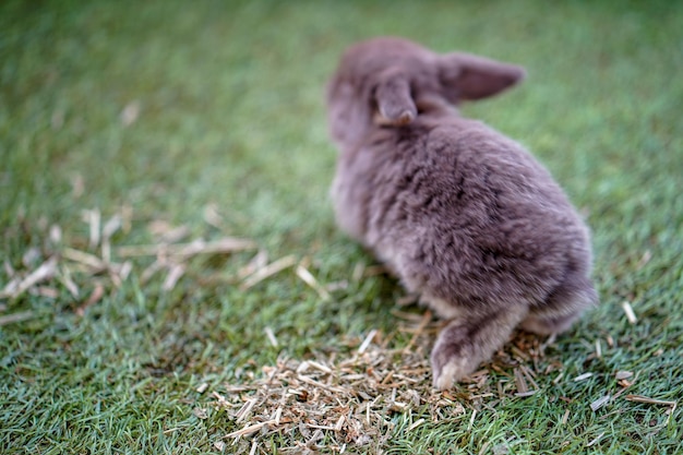 Photo vue d'un lapin sur le champ