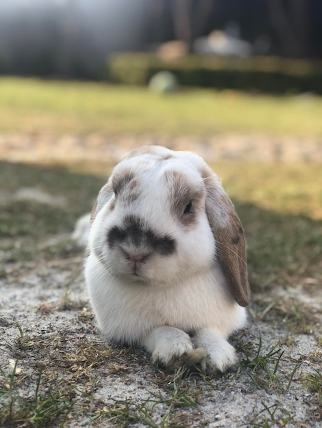 Photo vue d'un lapin sur le champ