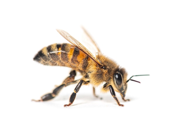 Photo vue latérale d'une abeille honing isolated on white