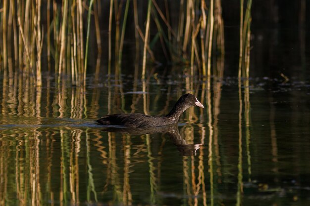 Photo vue latérale d'un canard dans un lac