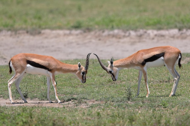 Photo vue latérale d'un cerf sur le champ