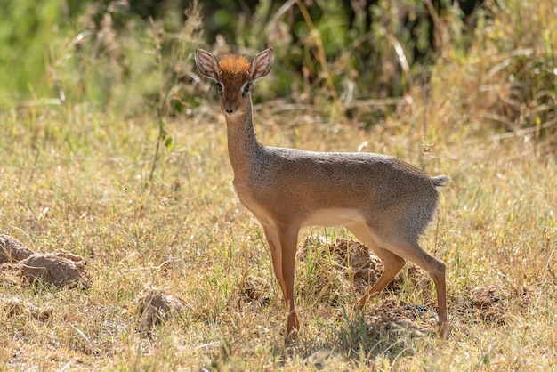Vue latérale d'un cerf debout sur le champ