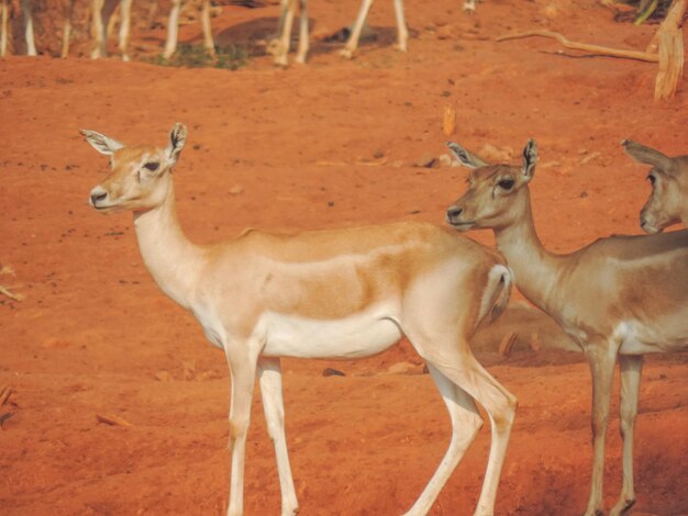 Photo vue latérale d'un cerf sur un fond flou