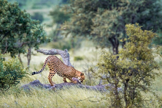 Photo vue latérale d'un chat sur un arbre