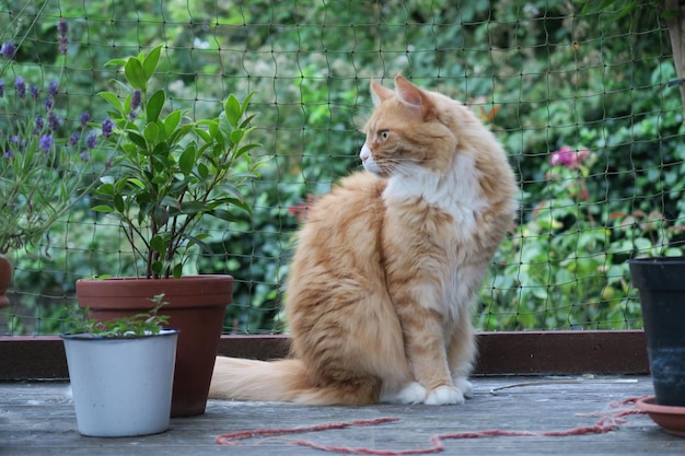 Vue latérale d'un chat assis près de plantes en pot contre un filet