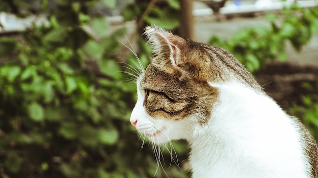 Vue latérale d'un chat à fanons tabby dans la rue