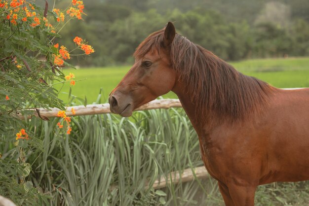 Photo vue latérale d'un cheval sur le champ