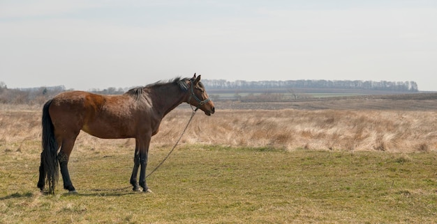 Vue latérale d'un cheval dans le pâturage des terres agricoles