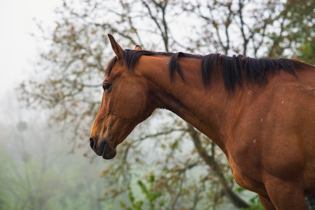 Photo vue latérale d'un cheval debout dans un pré