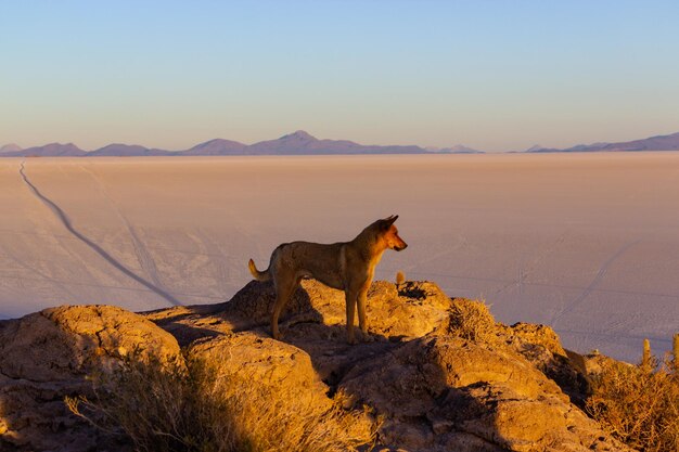 Vue latérale d'un cheval sur le paysage contre le ciel