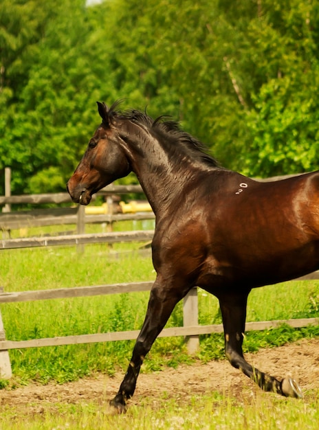 Vue latérale d'un cheval qui court sur le champ contre les arbres